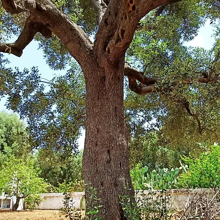 Della Nonna Torre Canne